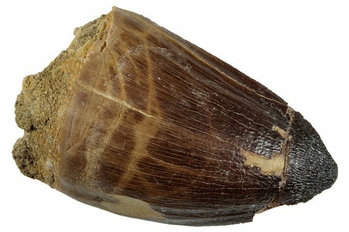 Large, Fossil Mosasaur (Prognathodon) Tooth - Morocco #262822